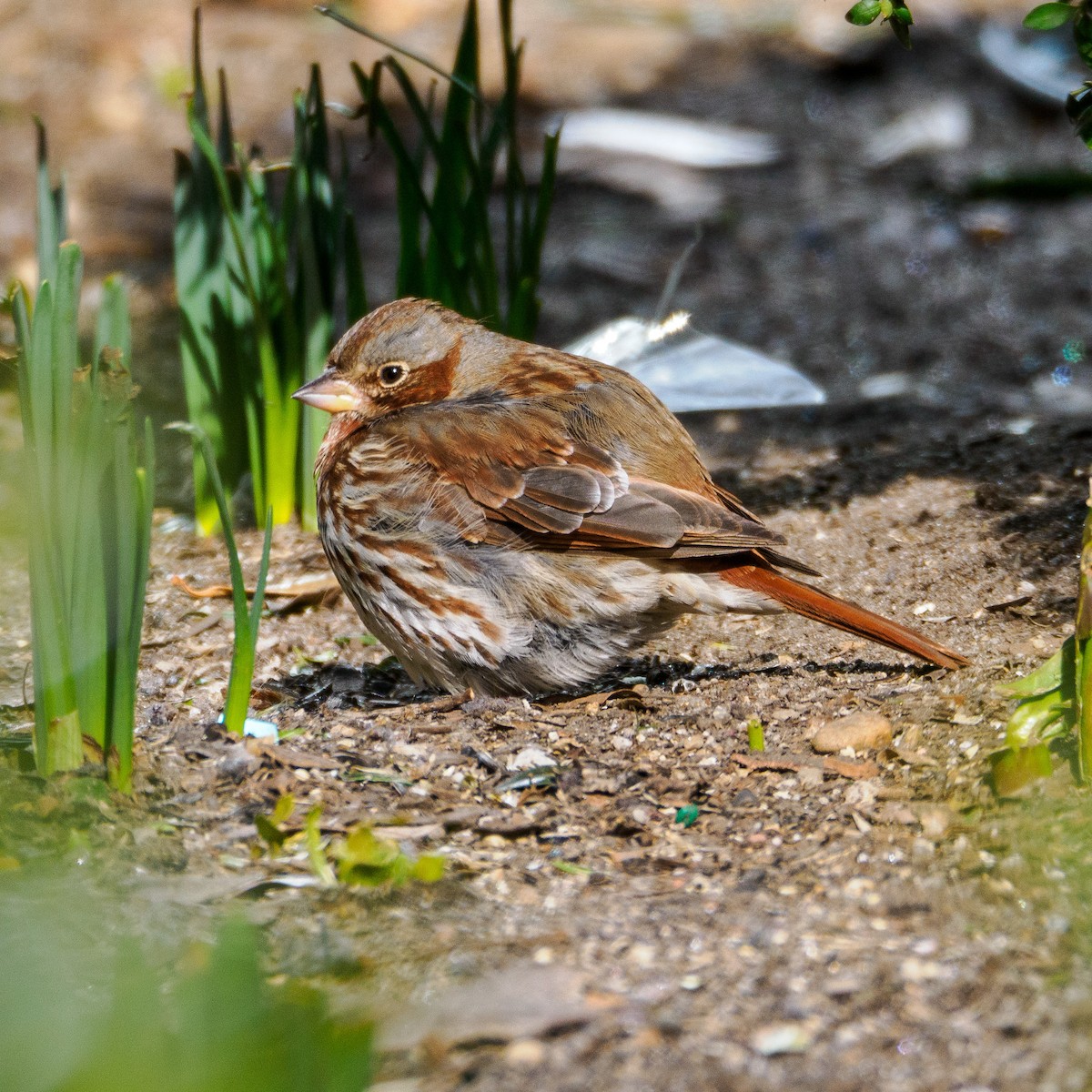 Fox Sparrow (Red) - ML615332574