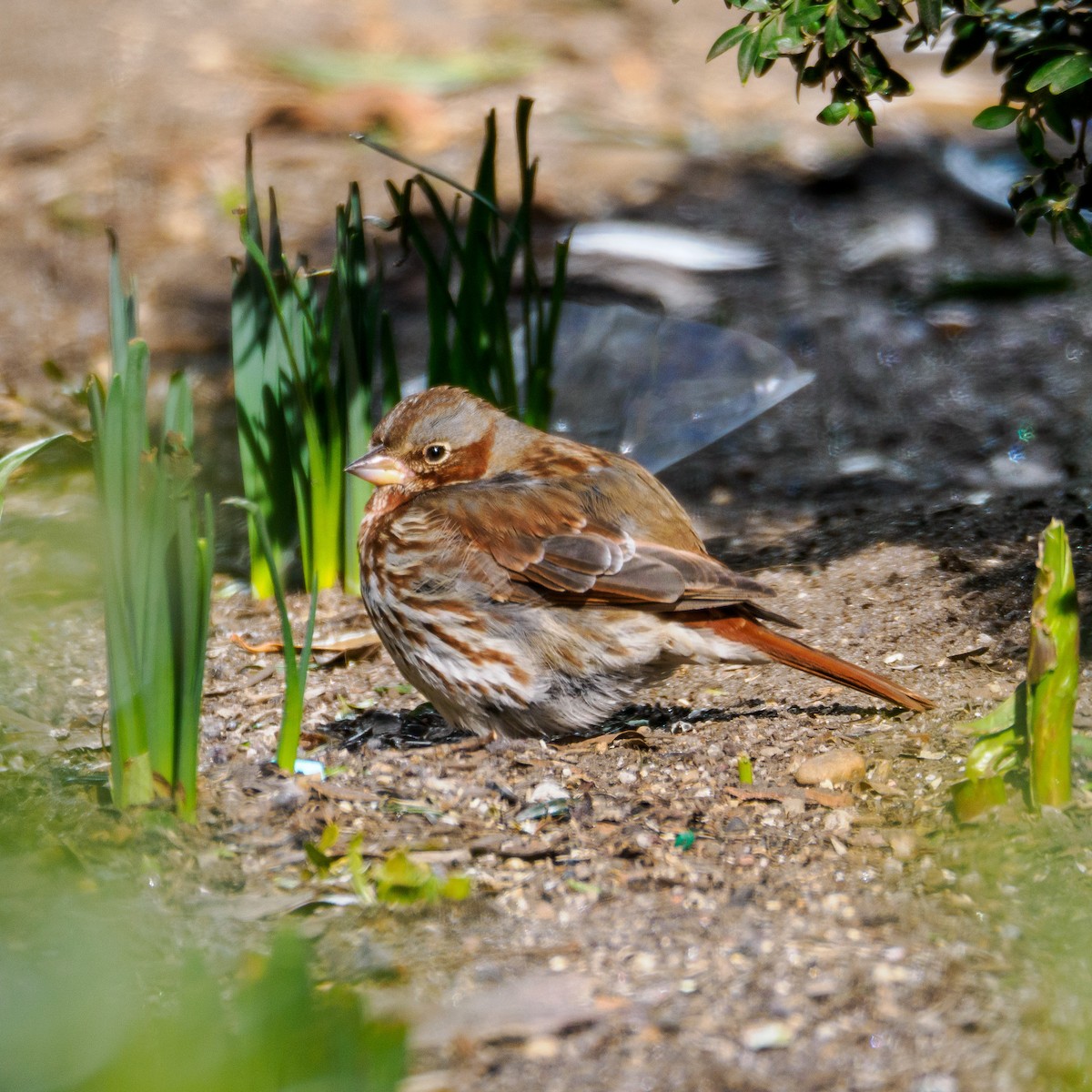 Fox Sparrow (Red) - ML615332575