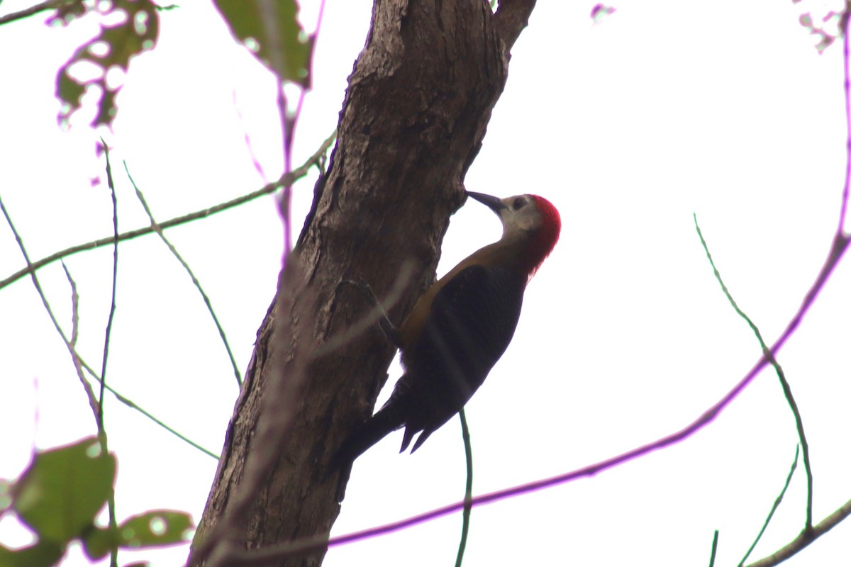 Jamaican Woodpecker - ML615332582