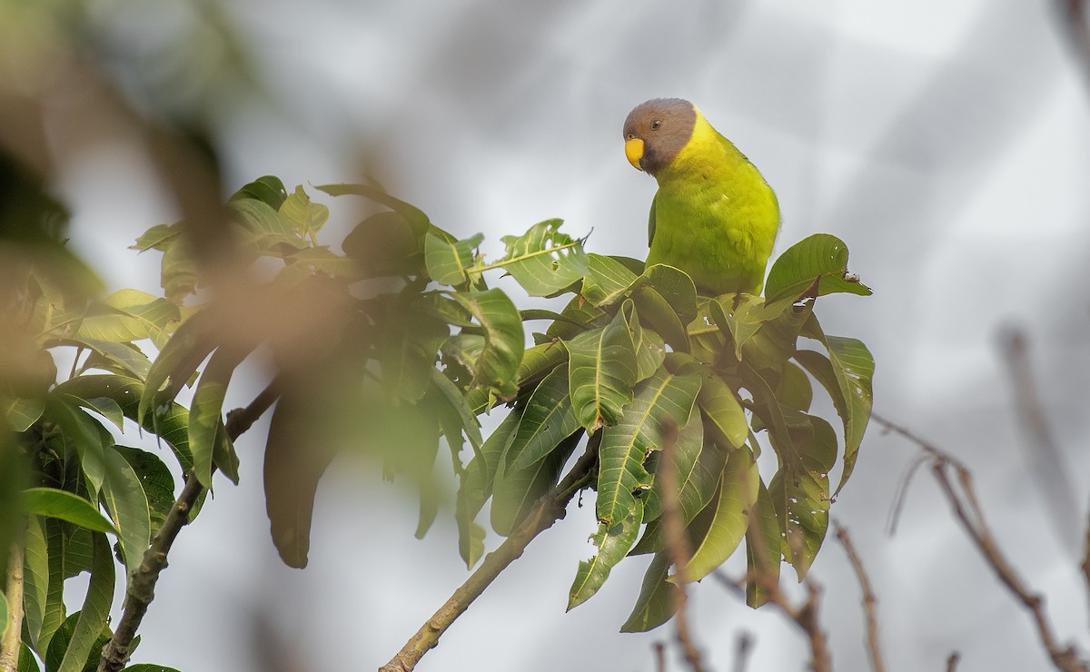 Plum-headed Parakeet - Souvick Mukherjee