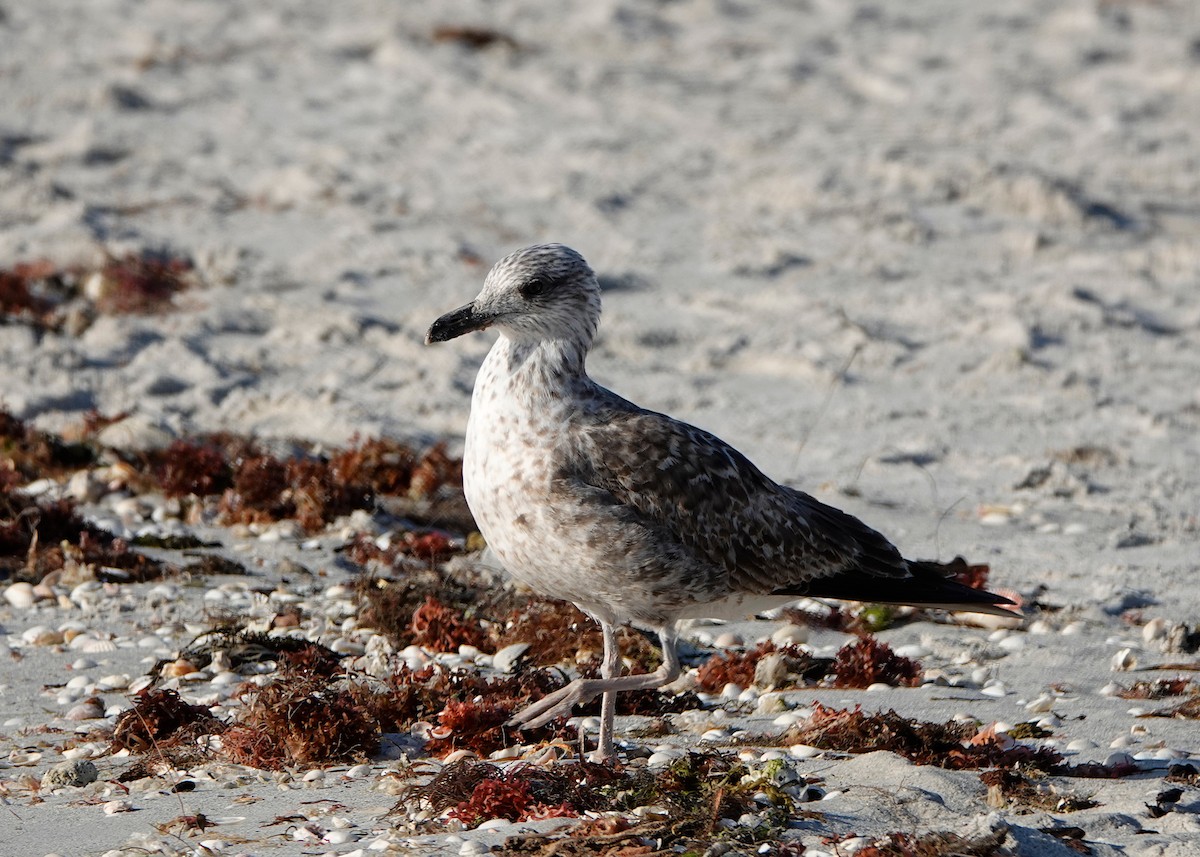 Бэсрэг цахлай - ML615332685