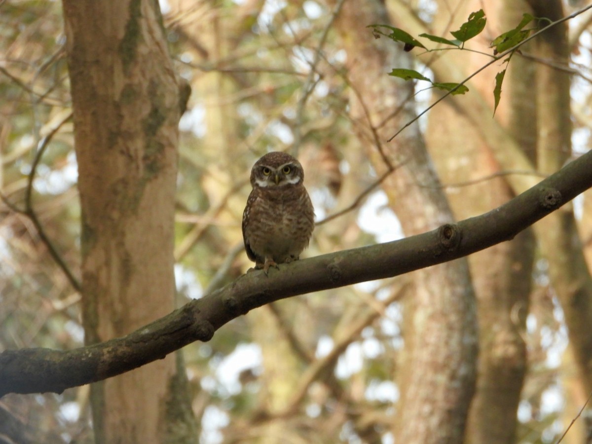 Spotted Owlet - ML615332686