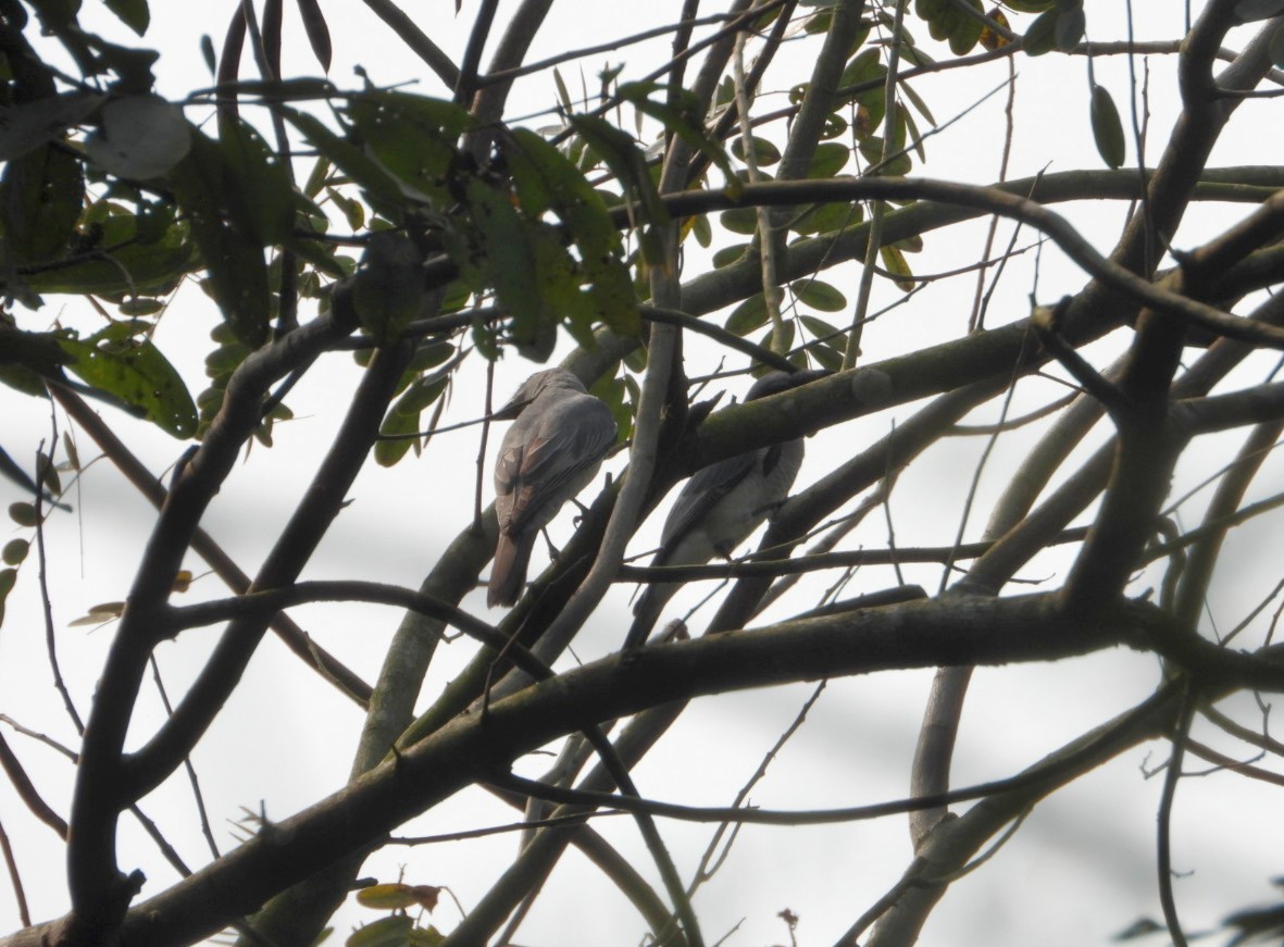 Large Cuckooshrike - ML615332710