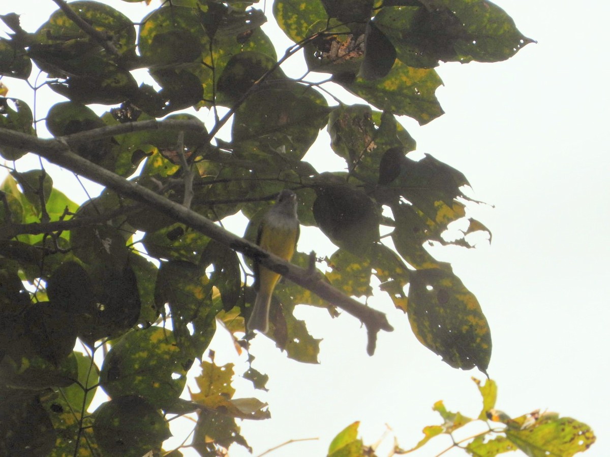 Gray-headed Canary-Flycatcher - ML615332731