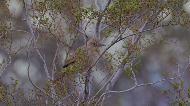 Bendire's Thrasher - ML615332735