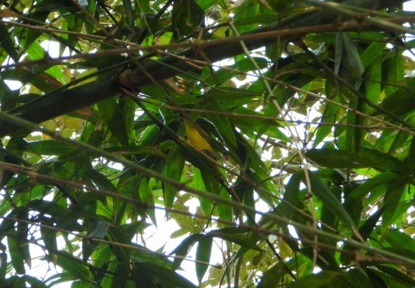 Green-crowned Warbler - Chaiti Banerjee