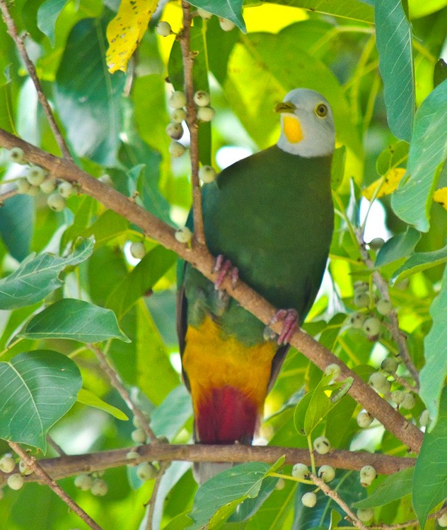 Black-naped Fruit-Dove - ML615332751