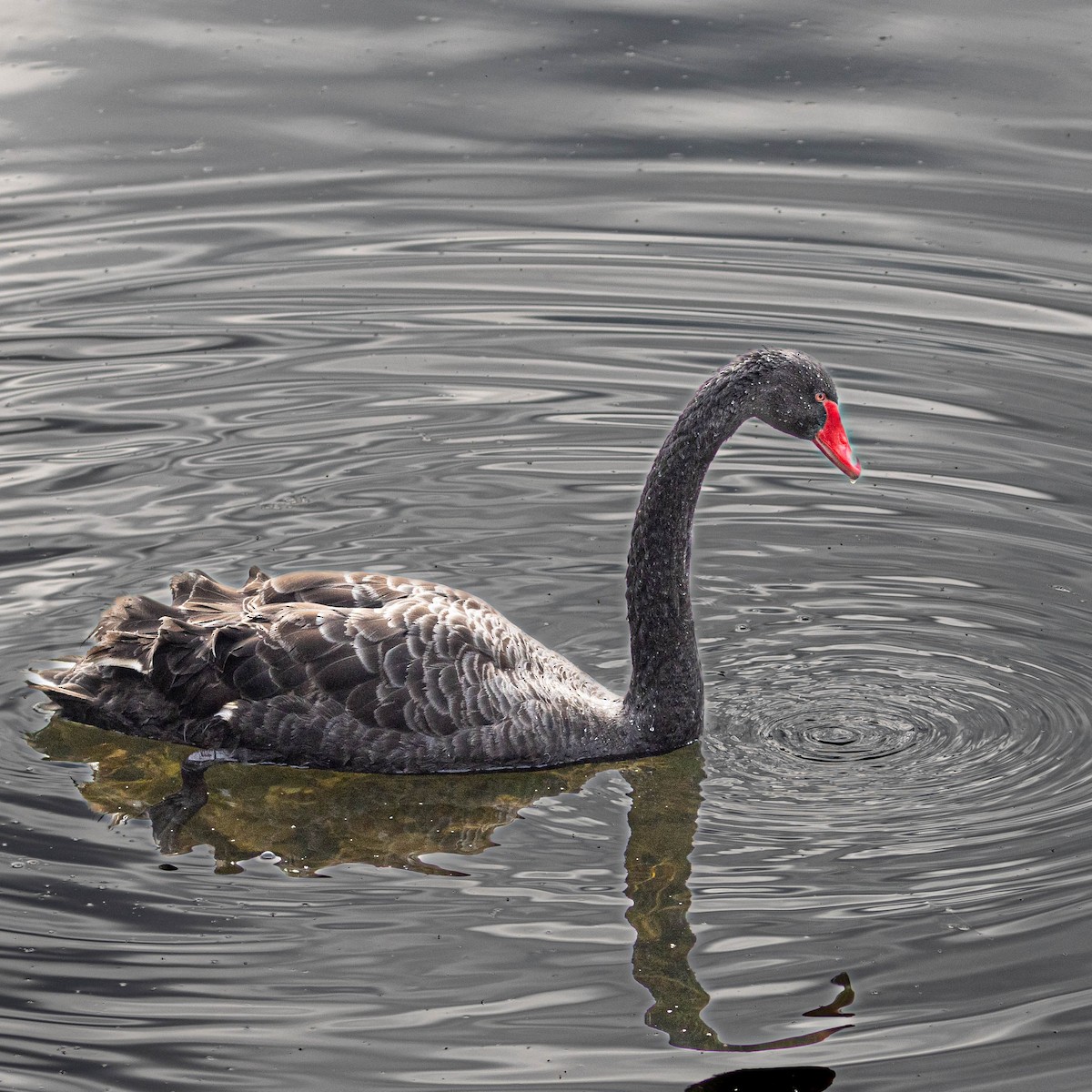 Cisne Negro - ML615332780