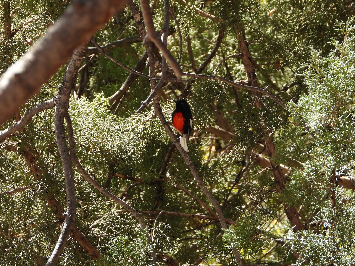 Painted Redstart - Tim O'Brien