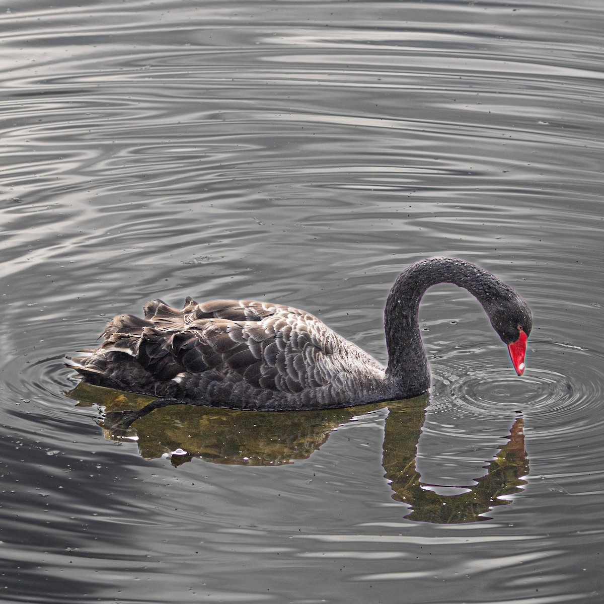 Black Swan - ML615332790