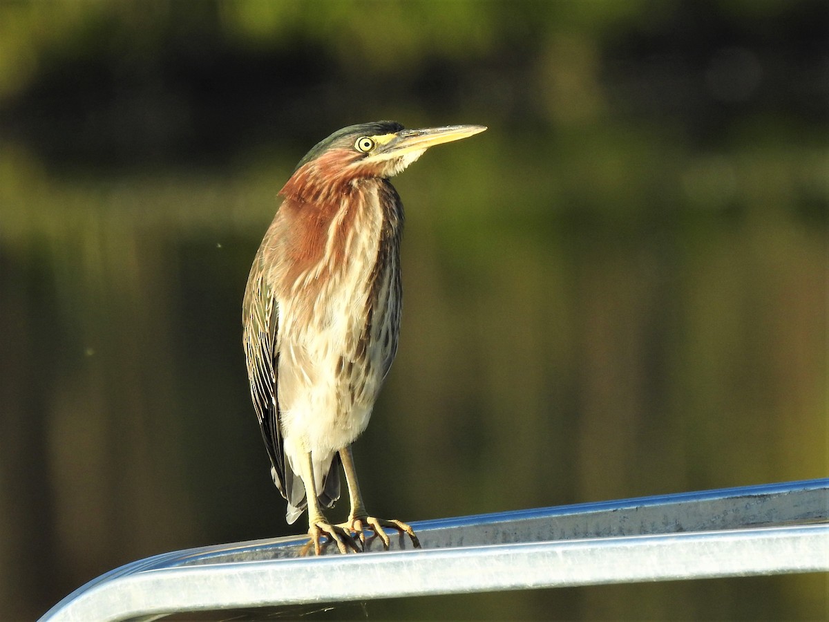 Green Heron - ML615332791