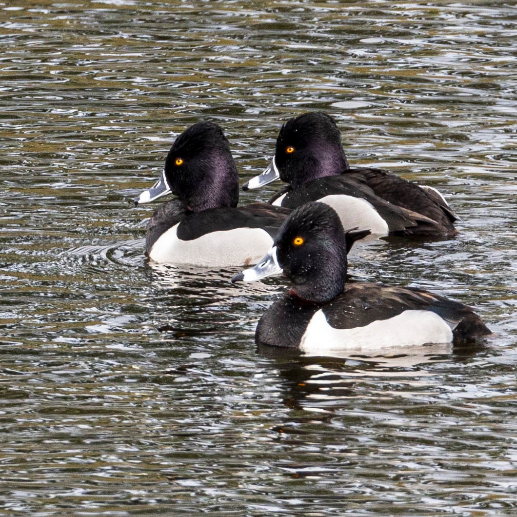 Ring-necked Duck - ML615332808