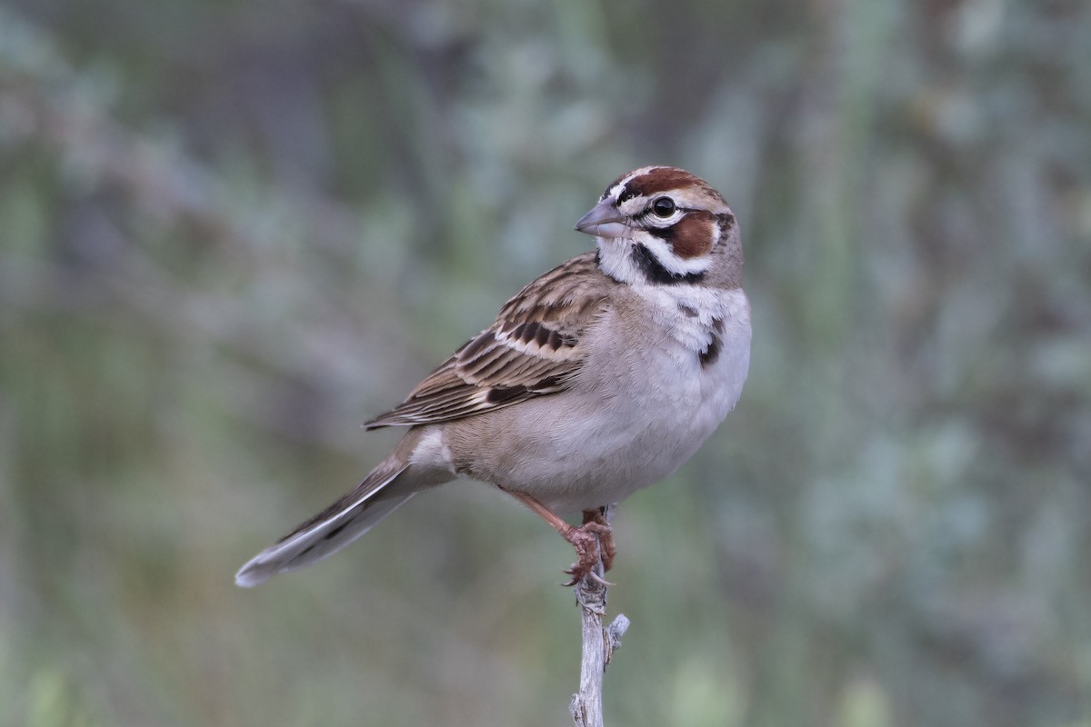 Lark Sparrow - Chris McDonald