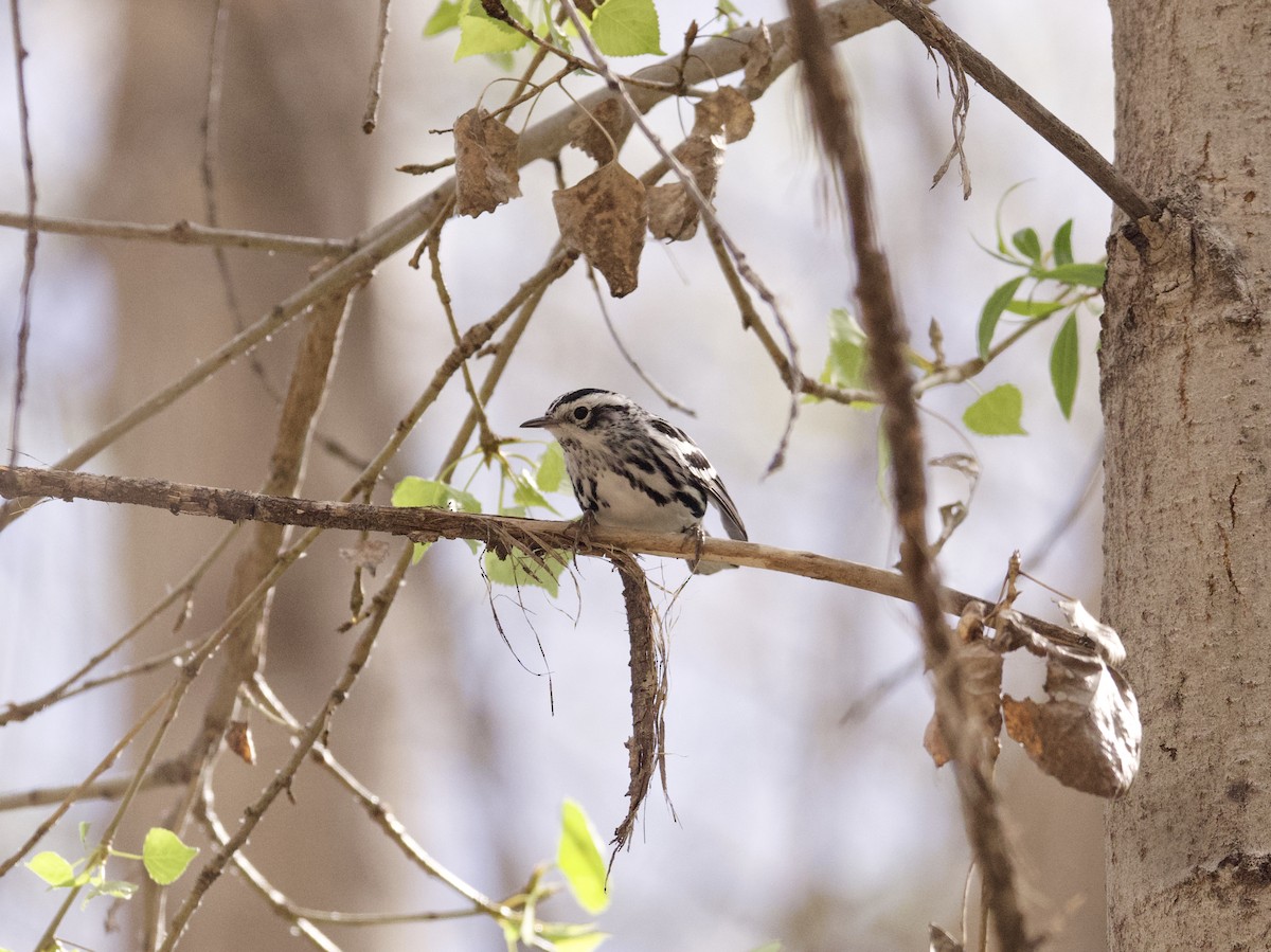 Black-and-white Warbler - Sochetra Ly