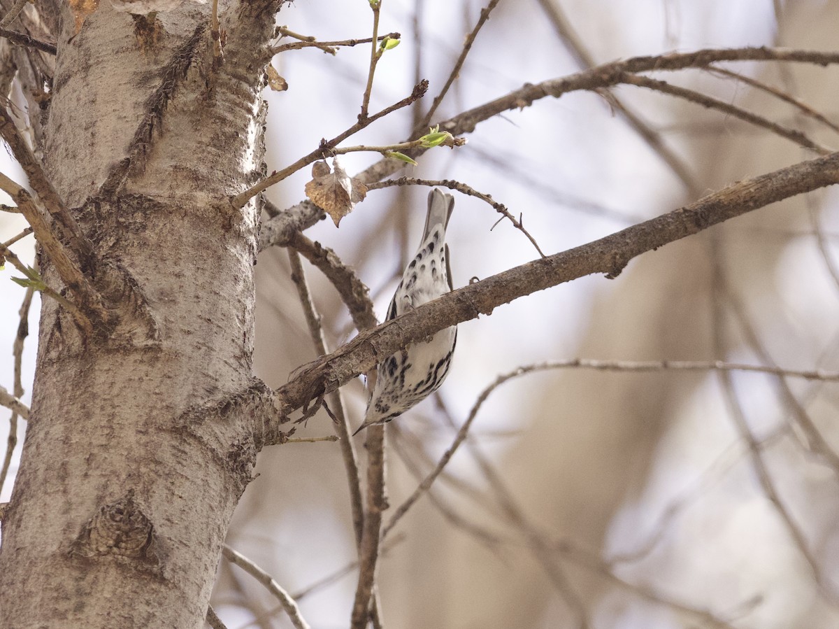 Black-and-white Warbler - Sochetra Ly