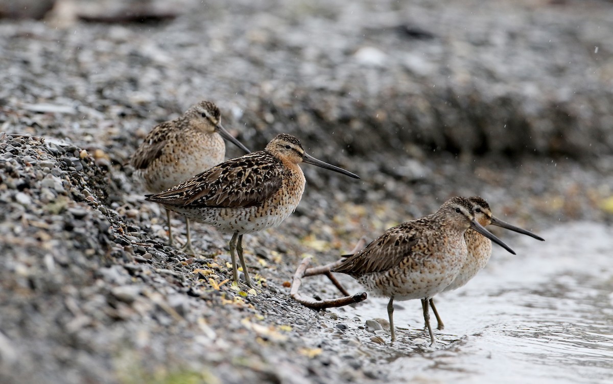 Short-billed Dowitcher (griseus) - ML61533291