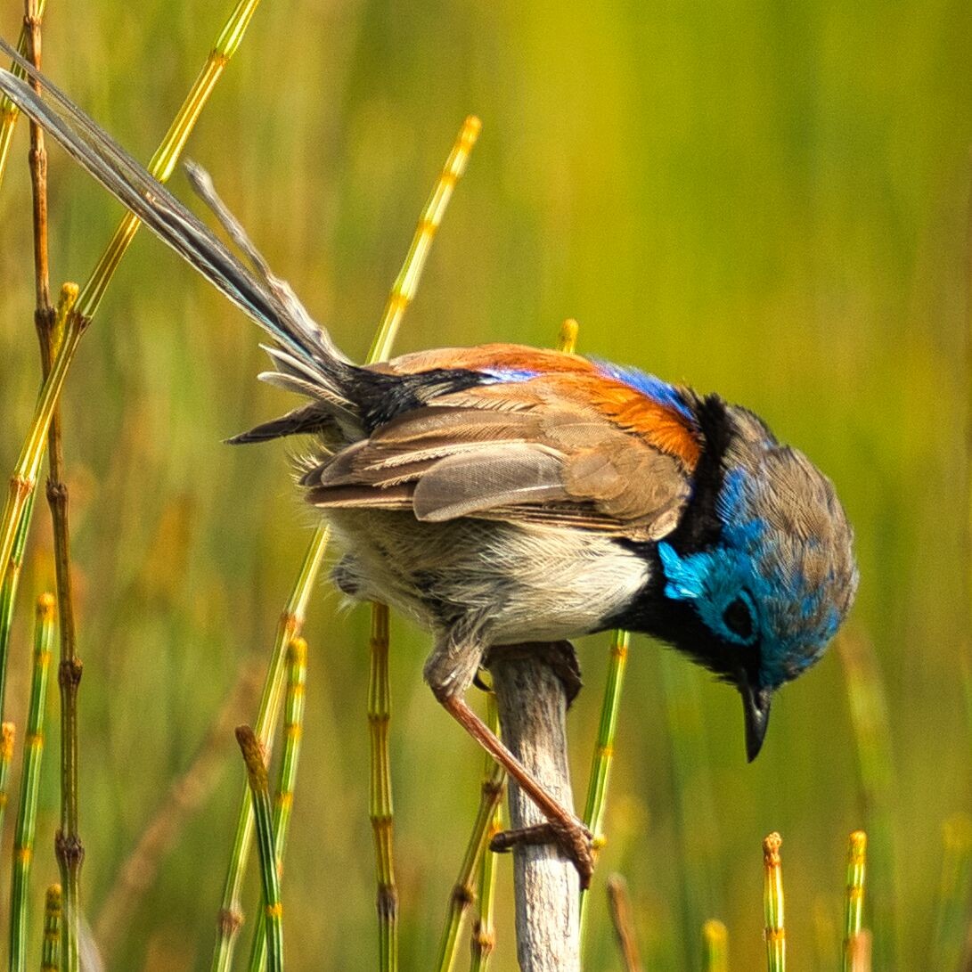 Variegated Fairywren - ML615332998