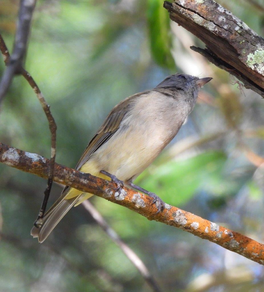 Golden Whistler - ML615333001