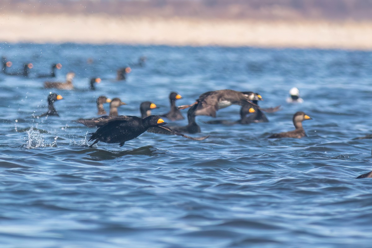 Black Scoter - ML615333003