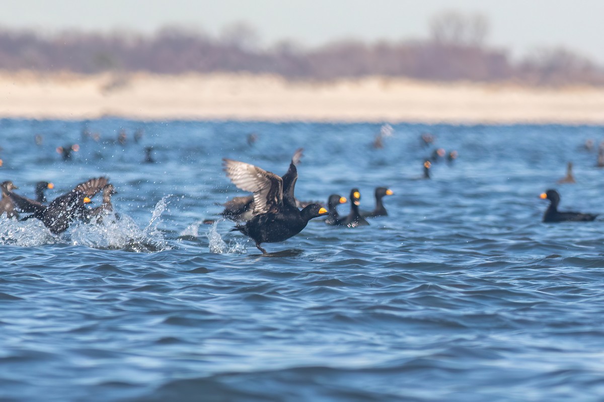 Black Scoter - ML615333004