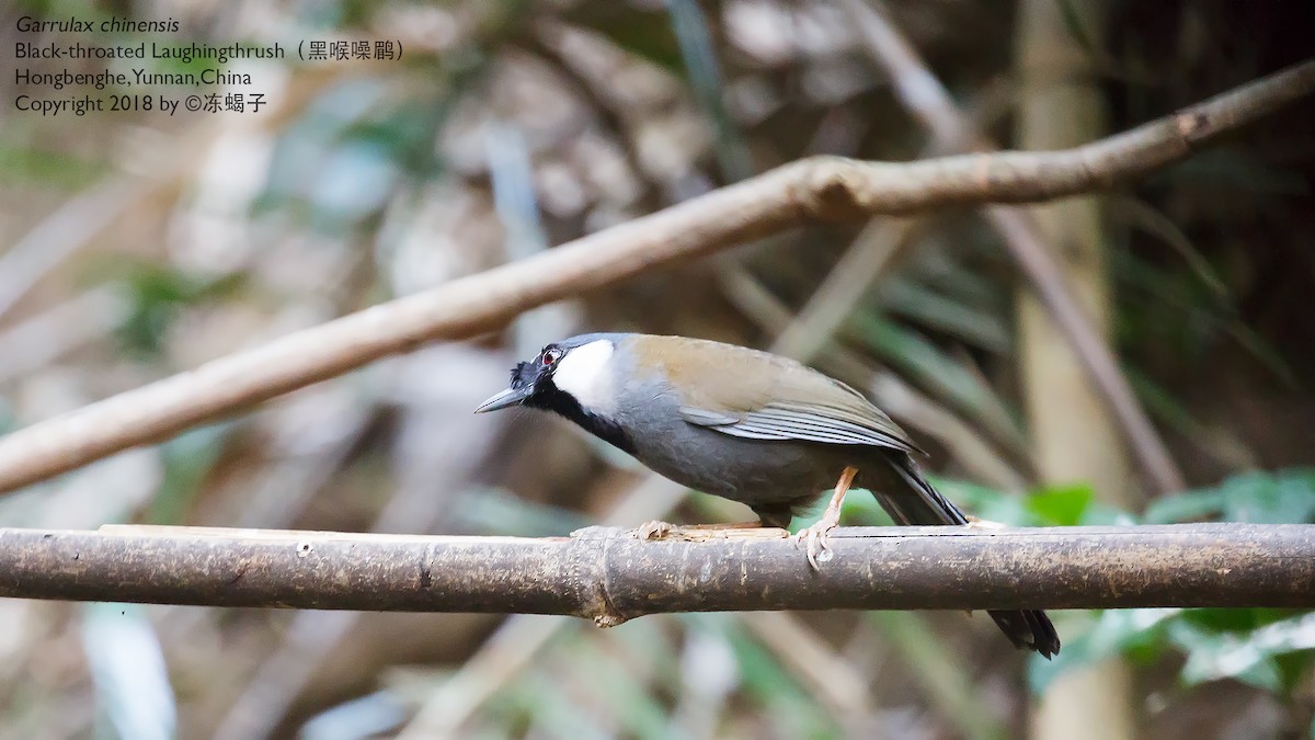 Black-throated Laughingthrush - ML615333038