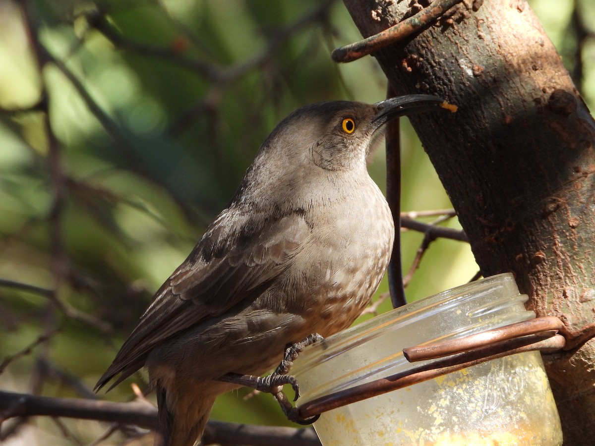 Curve-billed Thrasher - ML615333042