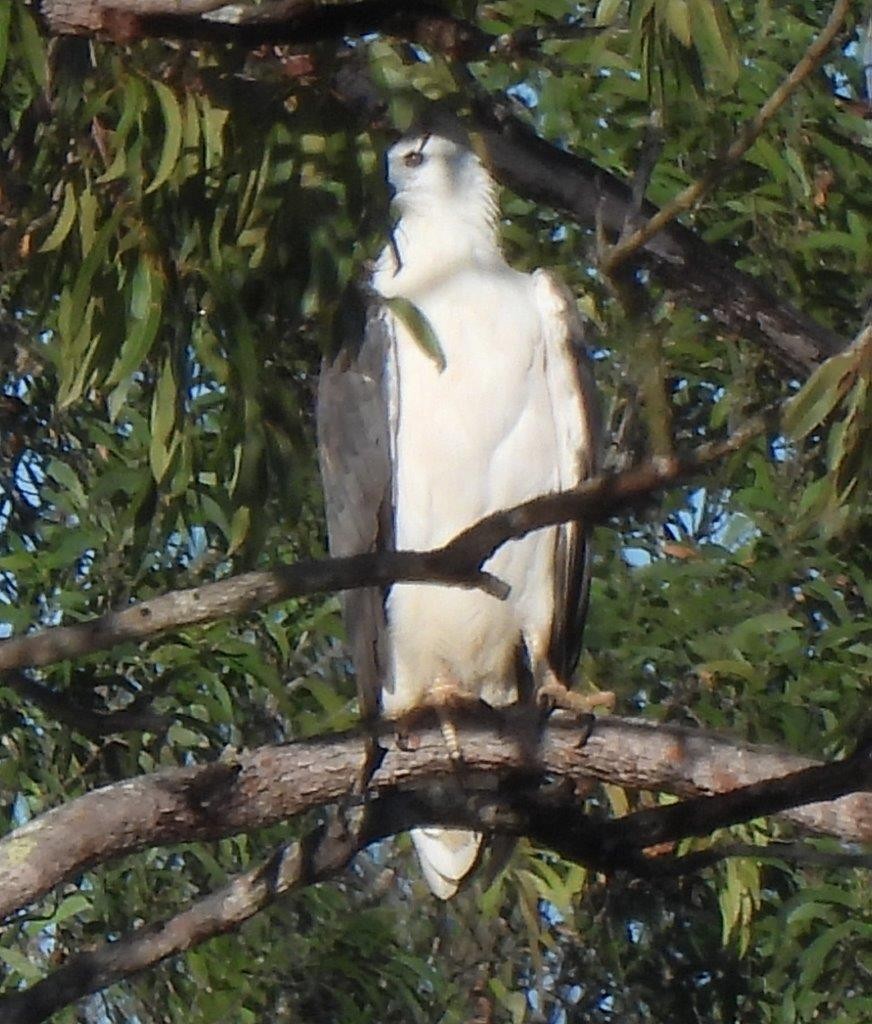 White-bellied Sea-Eagle - ML615333068