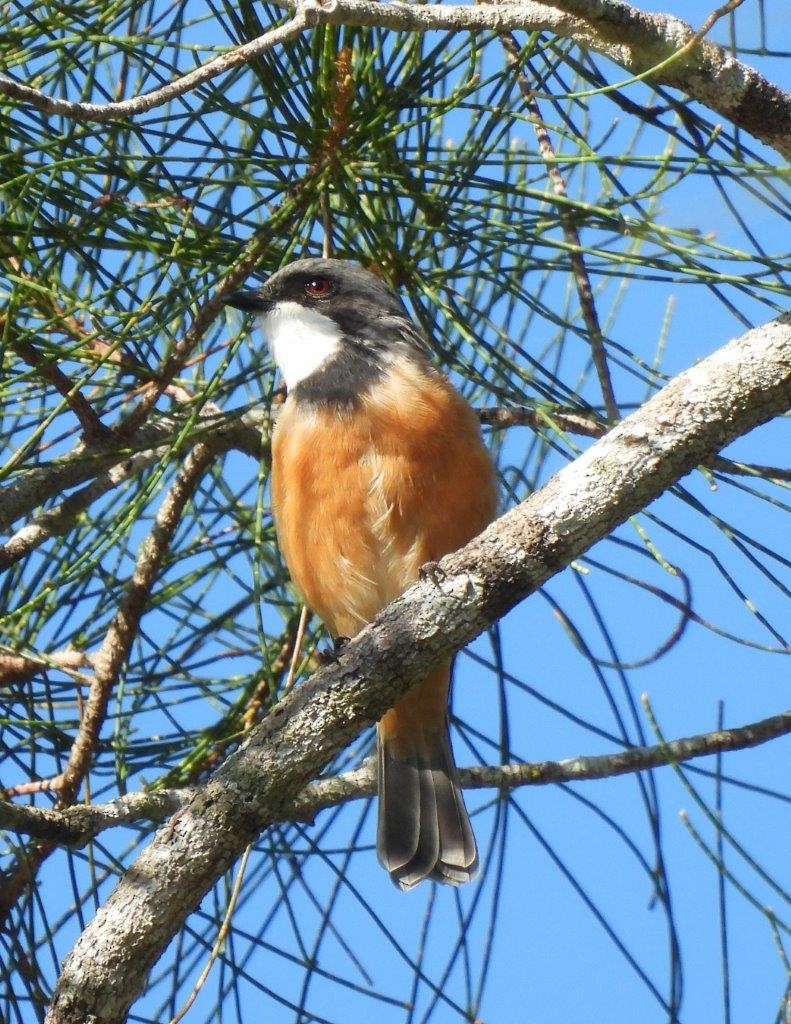 Rufous Whistler - ML615333101