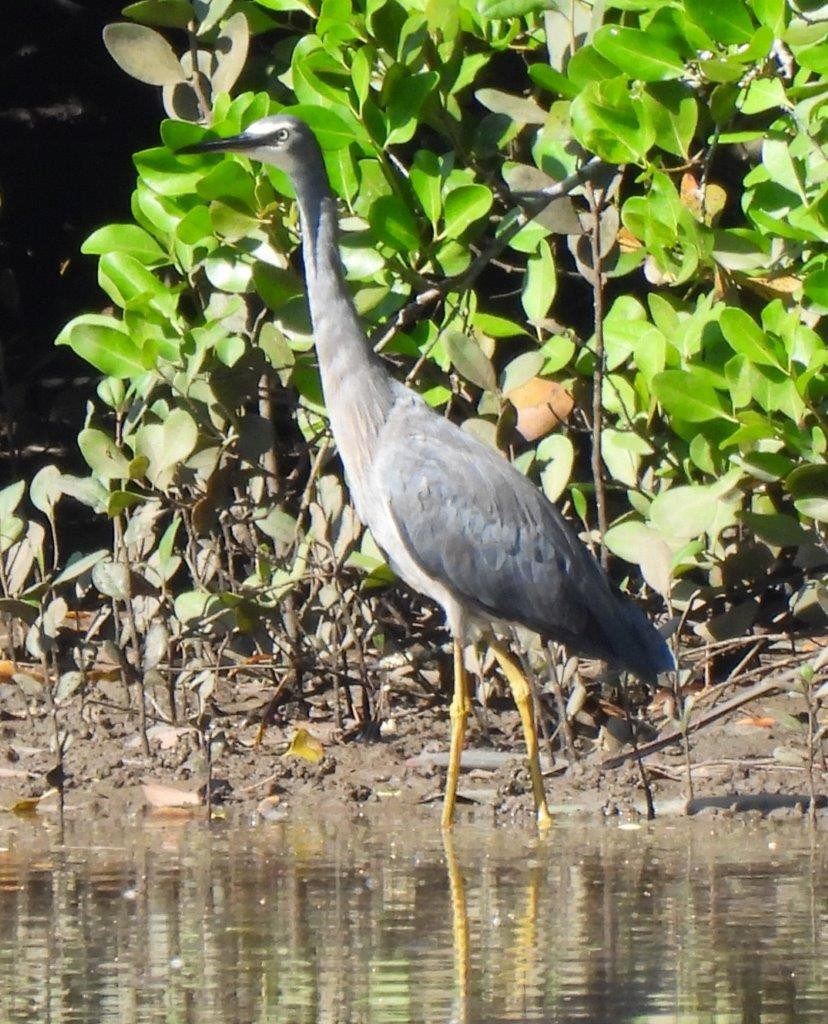 White-faced Heron - U3A Bird Group Two