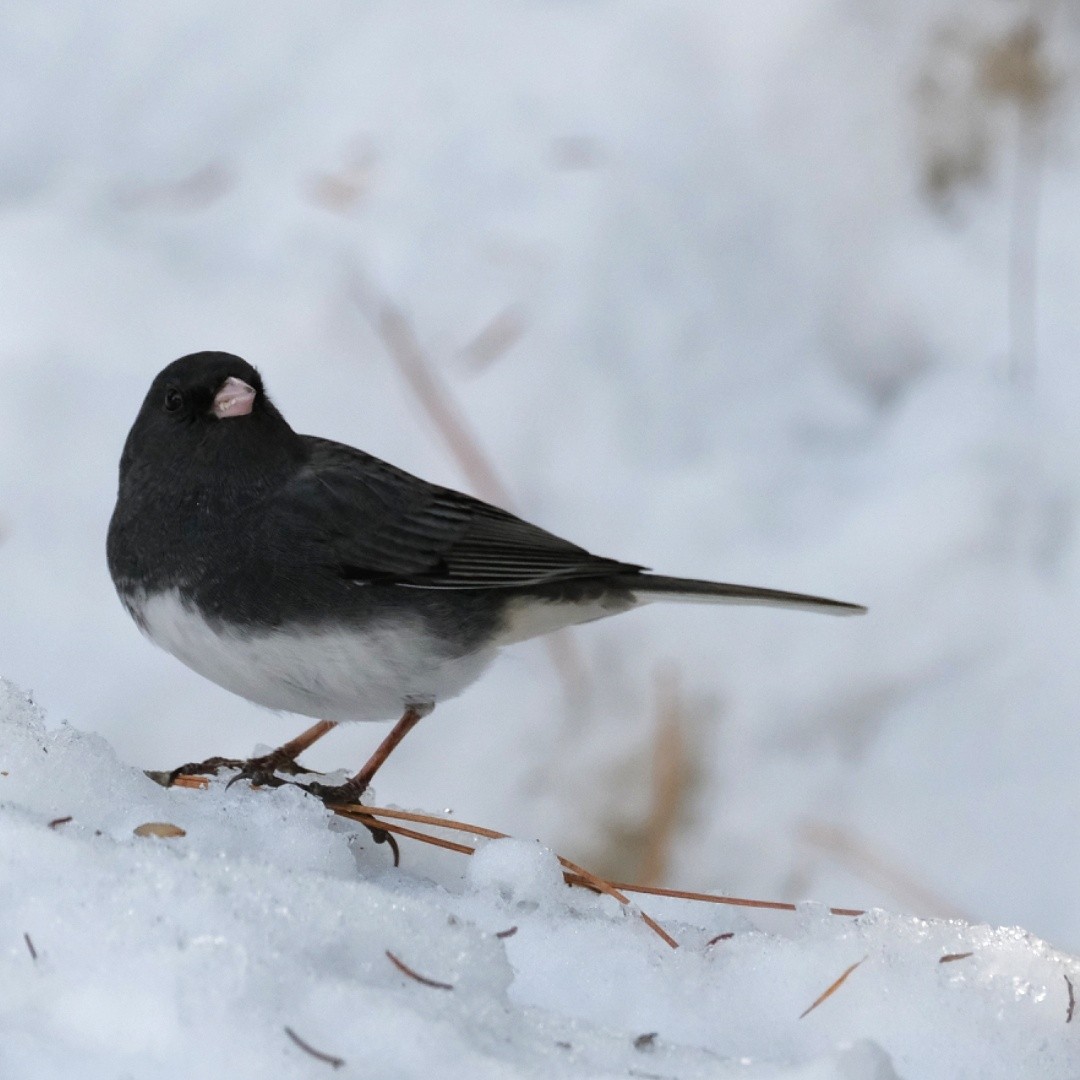 Dark-eyed Junco - ML615333132