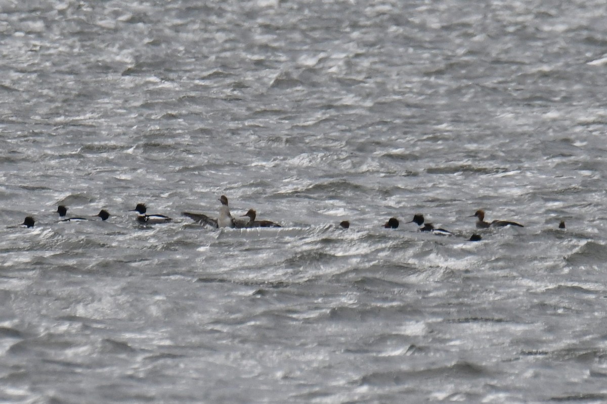 Red-breasted Merganser - ML615333153