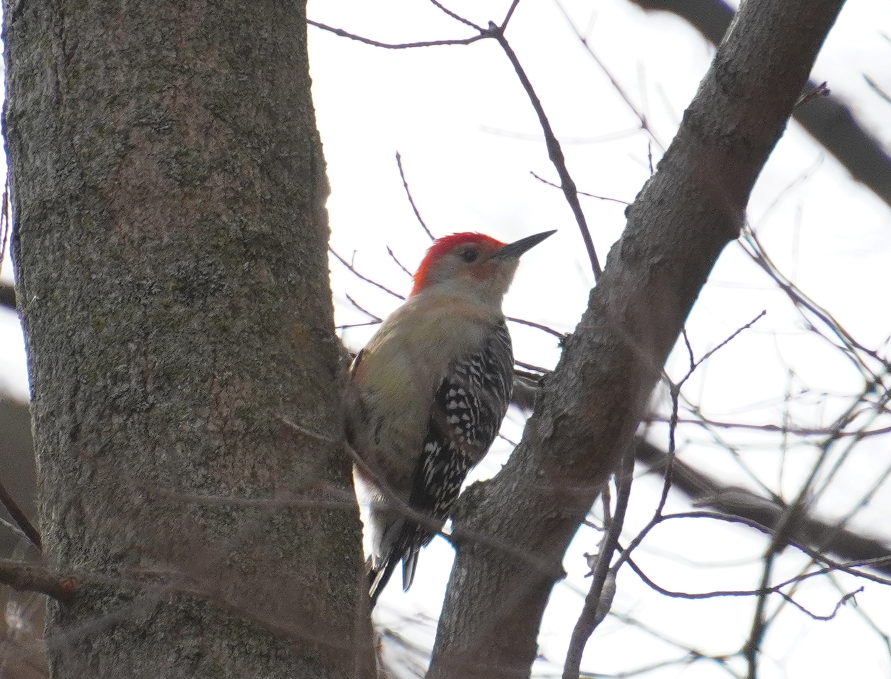 Red-bellied Woodpecker - ML615333166