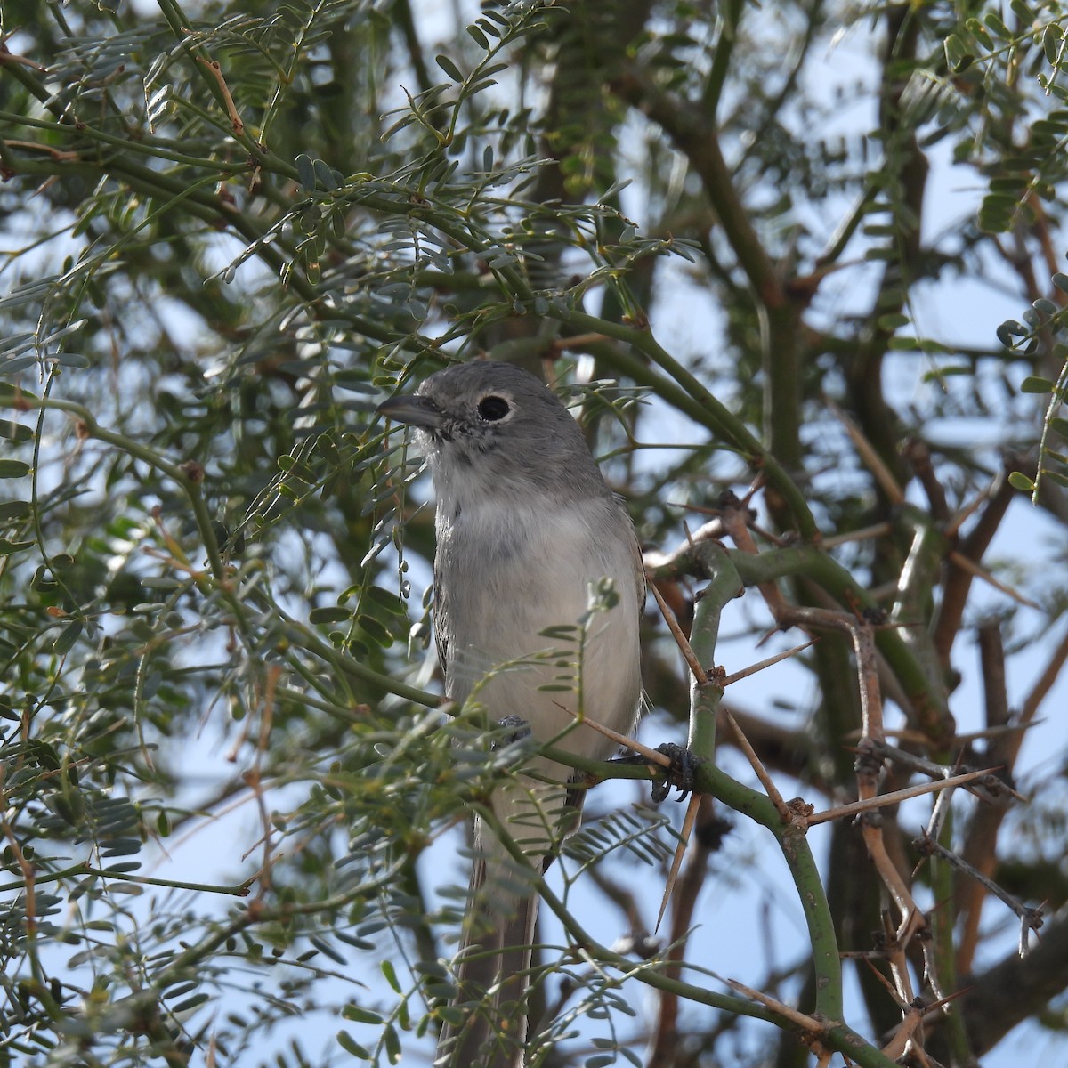 Gray Vireo - ML615333180