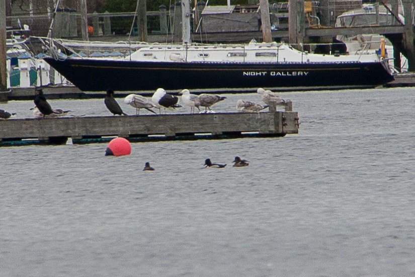 Ring-necked Duck - ML615333206