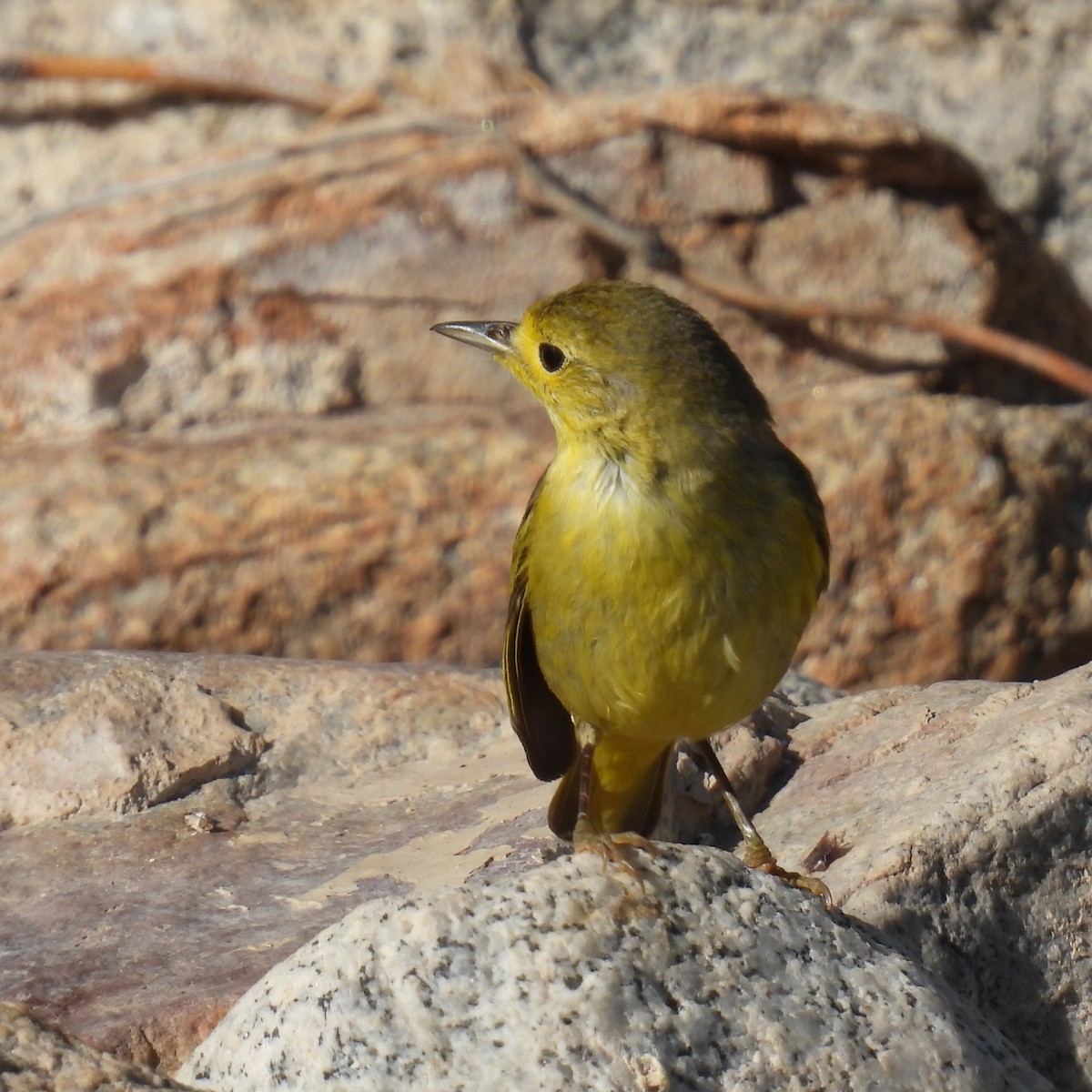 Yellow Warbler - ML615333231