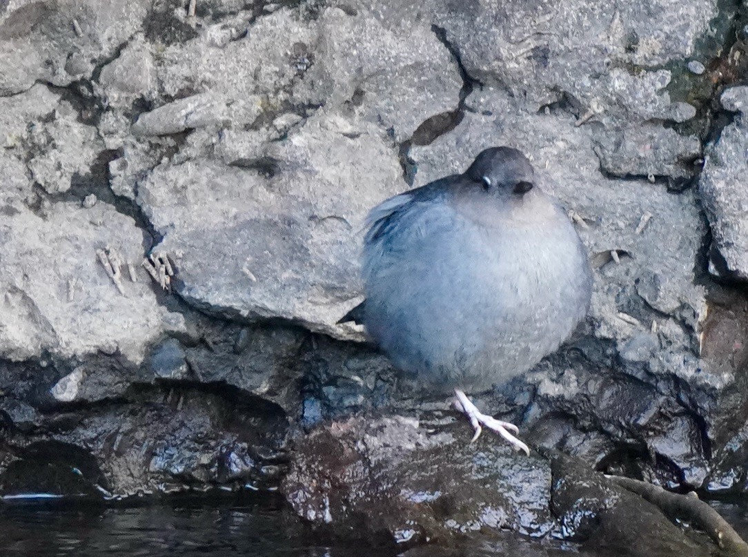 American Dipper - ML615333241