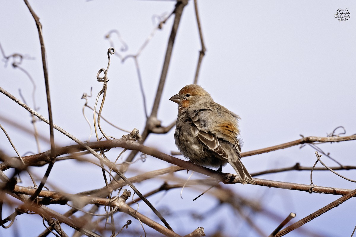 House Finch - ML615333297