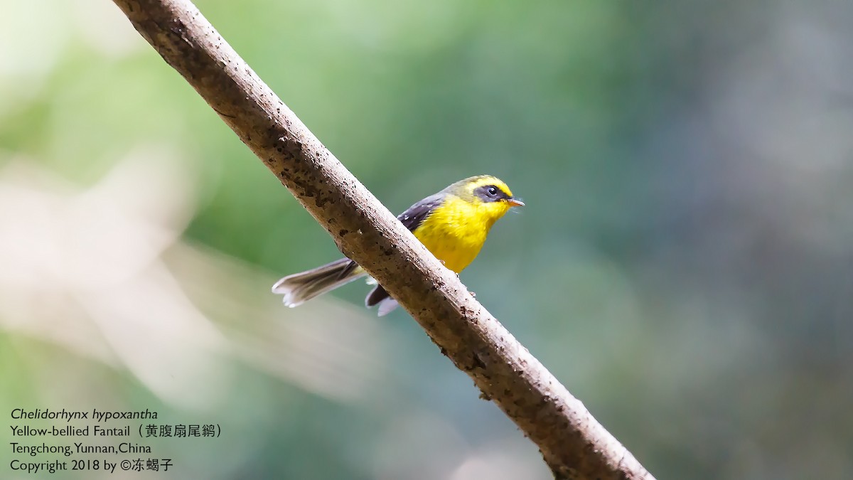Yellow-bellied Fairy-Fantail - ML615333344