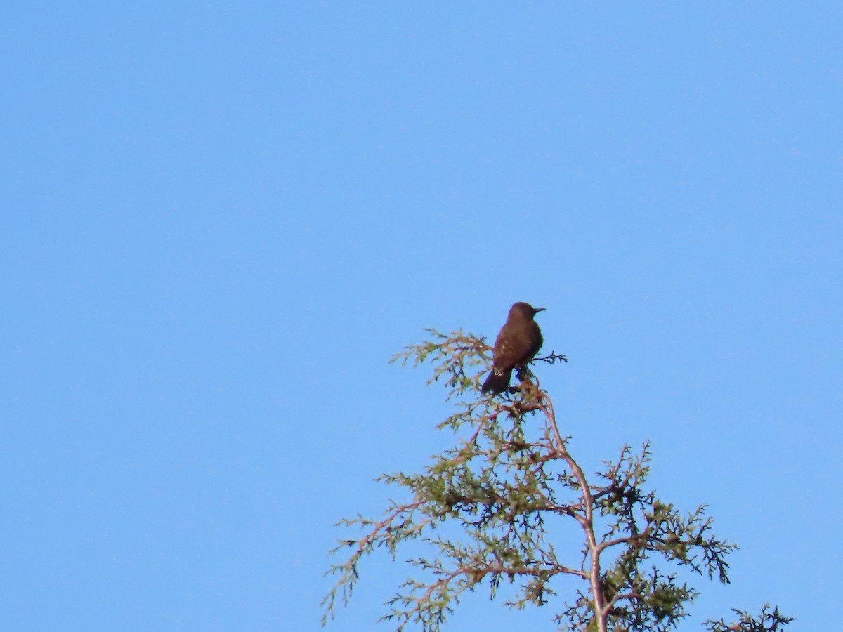 Northern Flicker - Marion McConnell