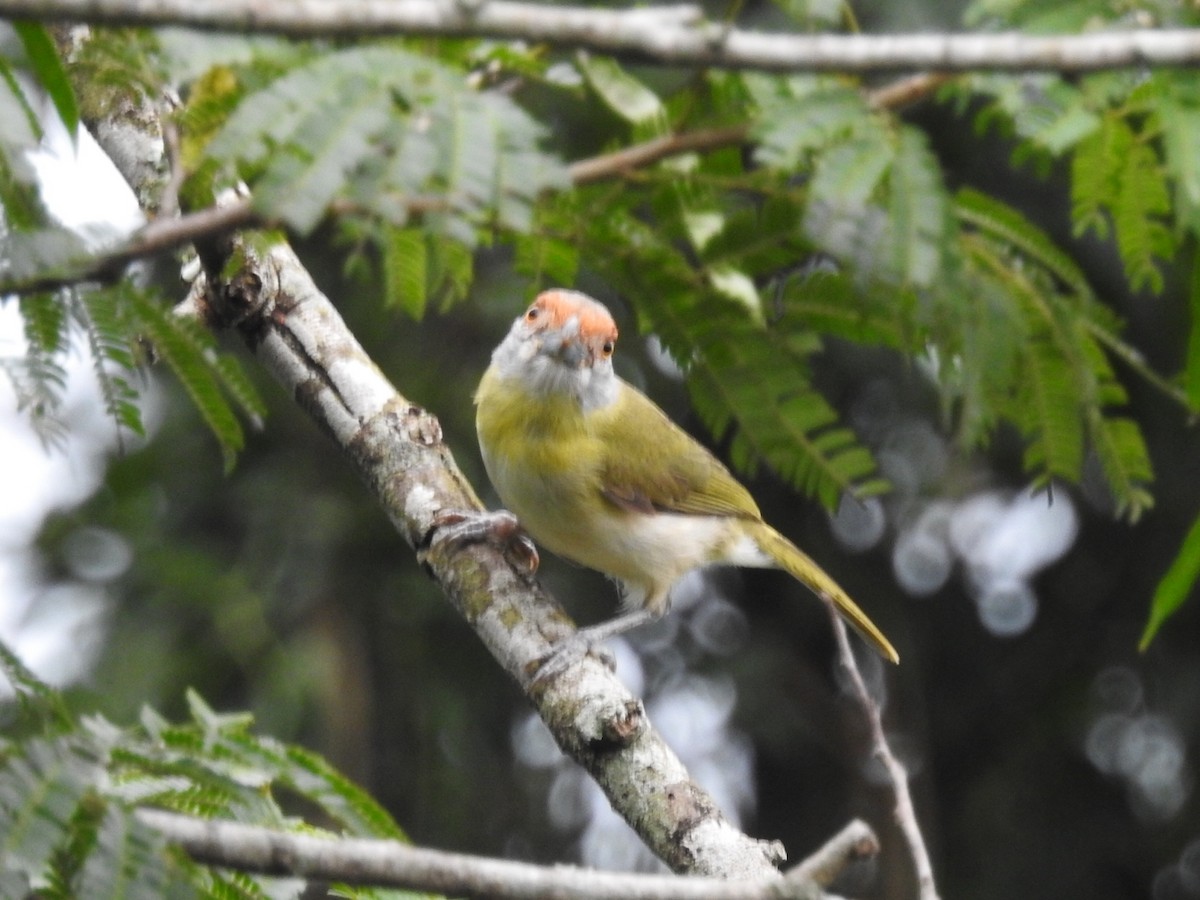 Rufous-browed Peppershrike - ML615333420