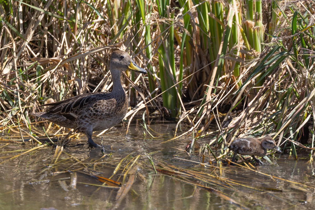 Yellow-billed Pintail - ML615333447