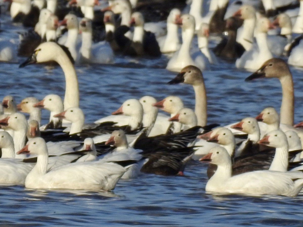 Tundra Swan - Natalie Rekittke