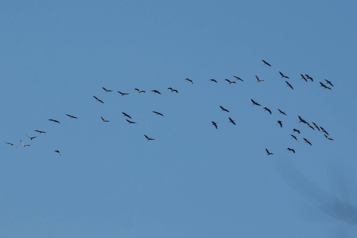 jeřáb kanadský - ML615333496