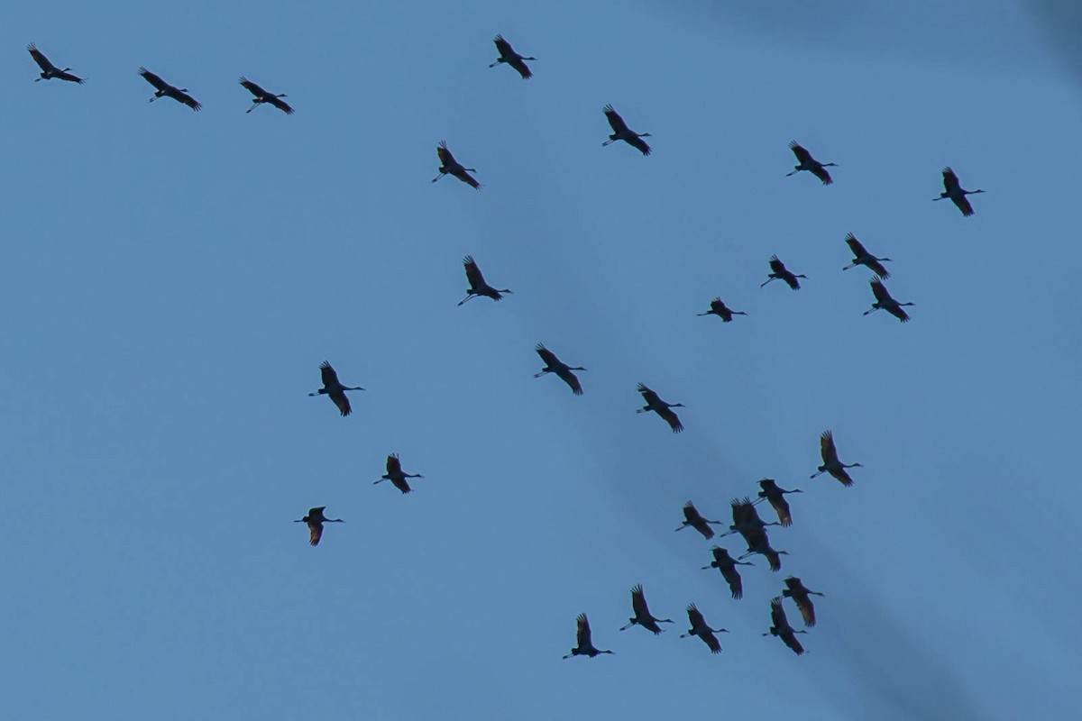 jeřáb kanadský - ML615333497