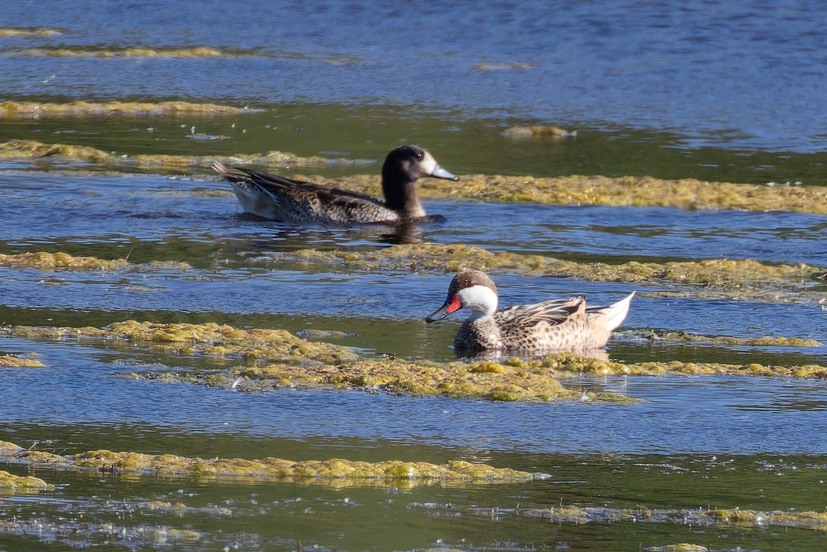 White-cheeked Pintail - ML615333498