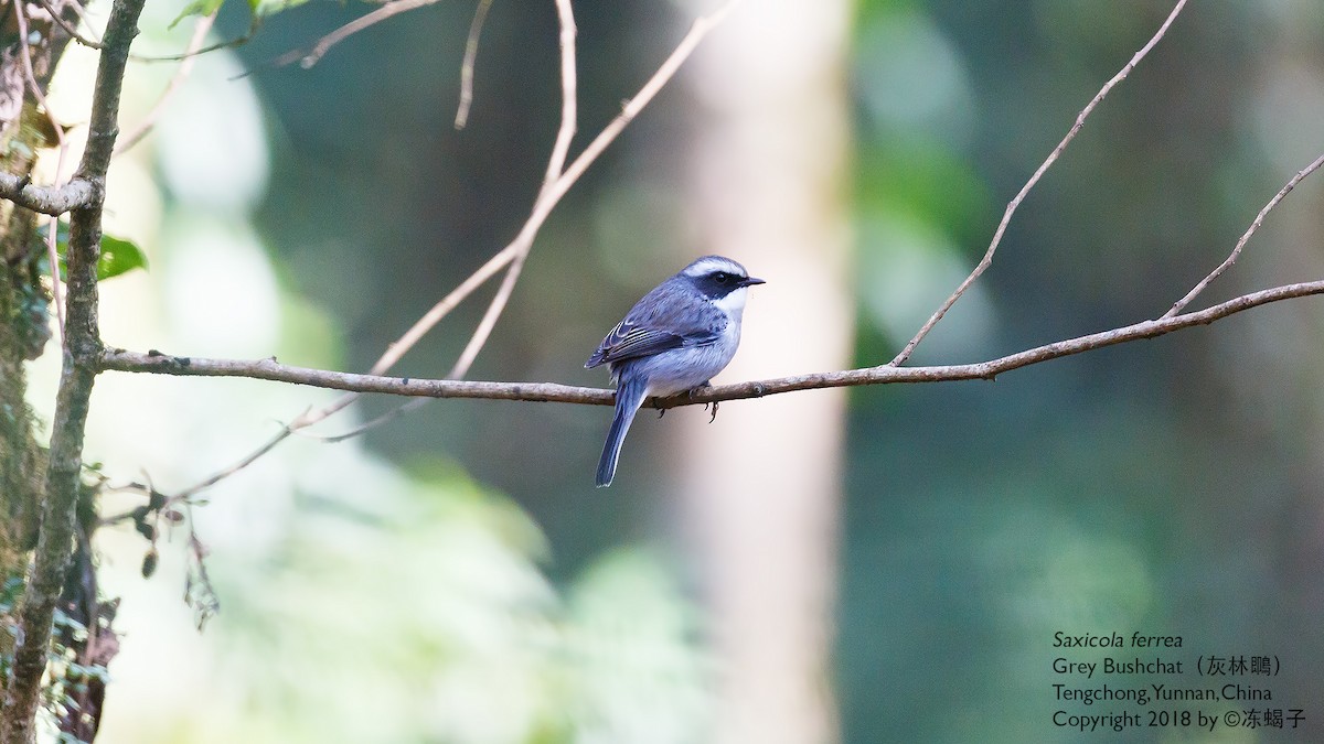 Gray Bushchat - ML615333500