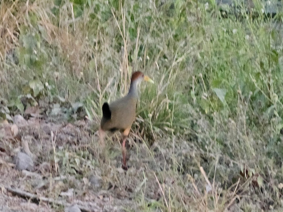 Russet-naped Wood-Rail - ML615333508