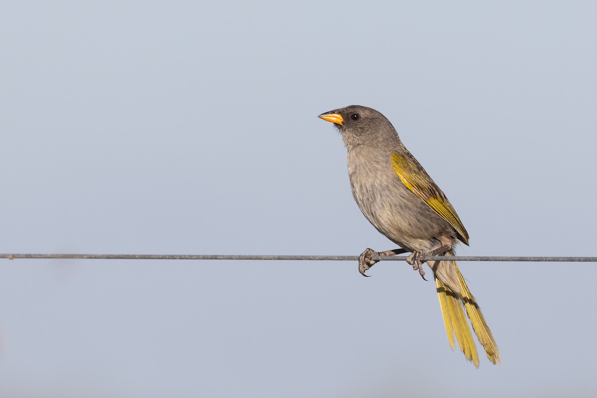 Great Pampa-Finch - ML615333549