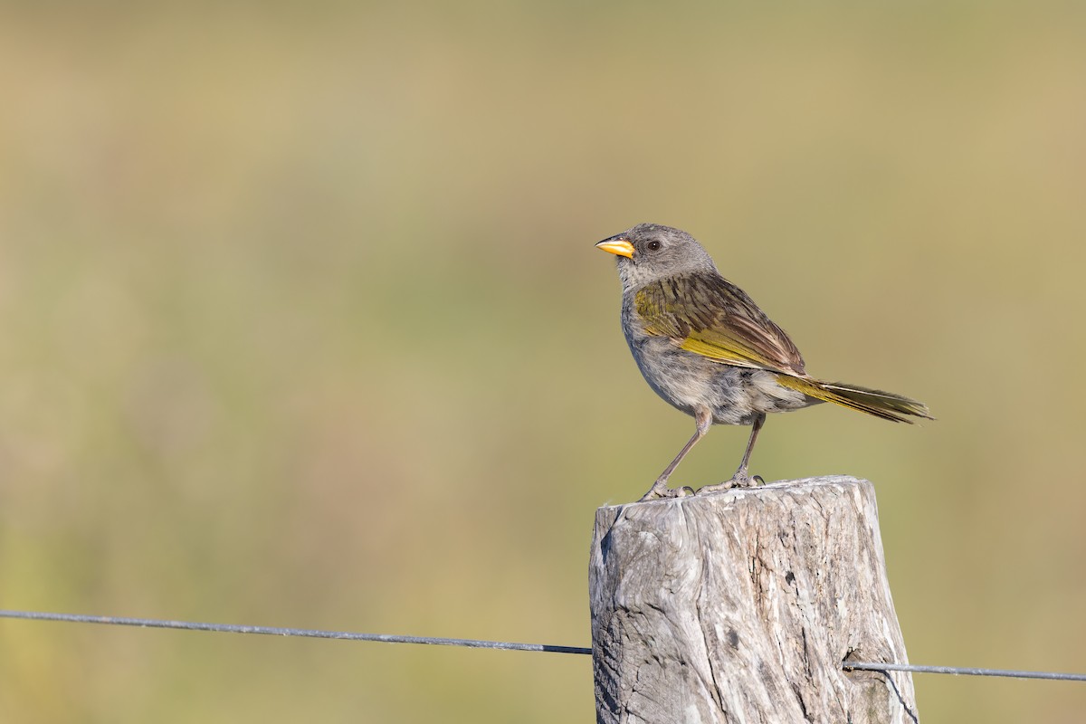 Great Pampa-Finch - ML615333552