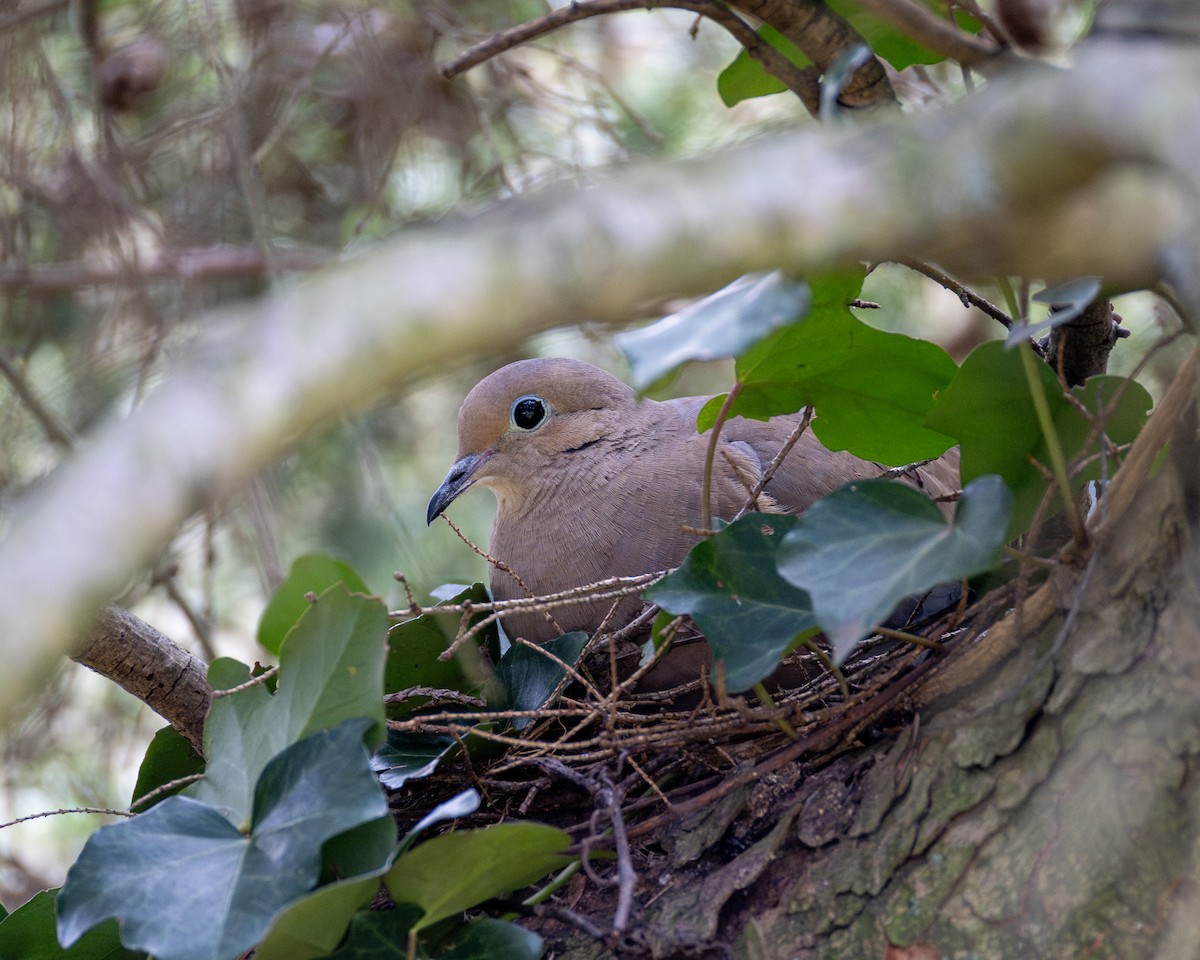 Mourning Dove - ML615333562